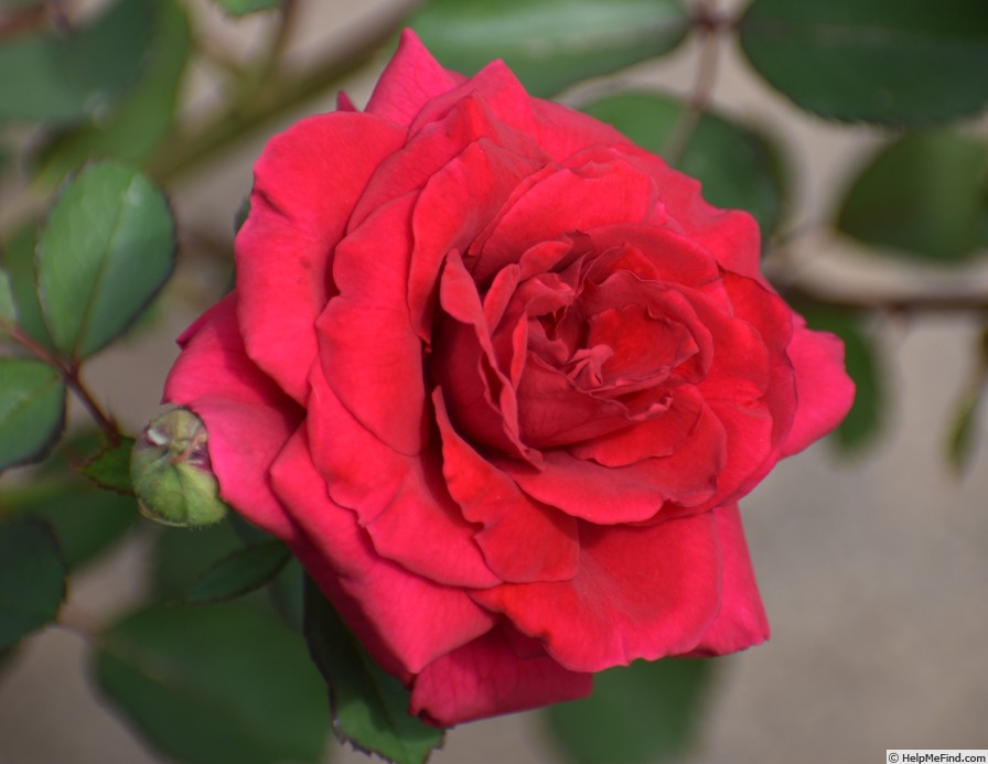 'Red Valentine' rose photo