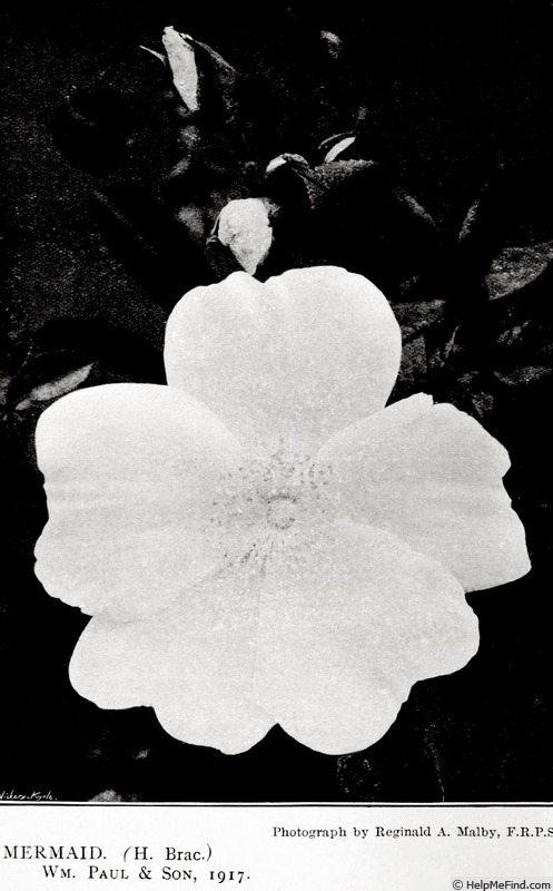 'Mermaid (hybrid bracteata, Paul, 1917)' rose photo