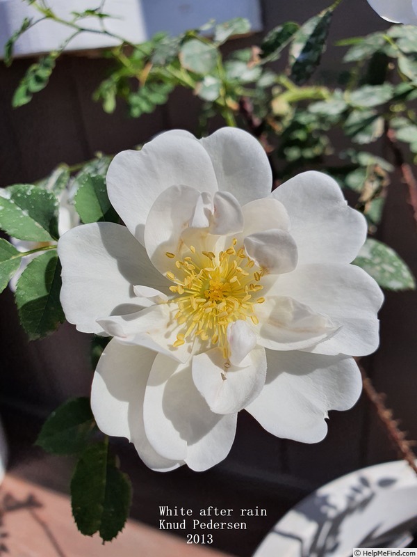 'White After Rain' rose photo
