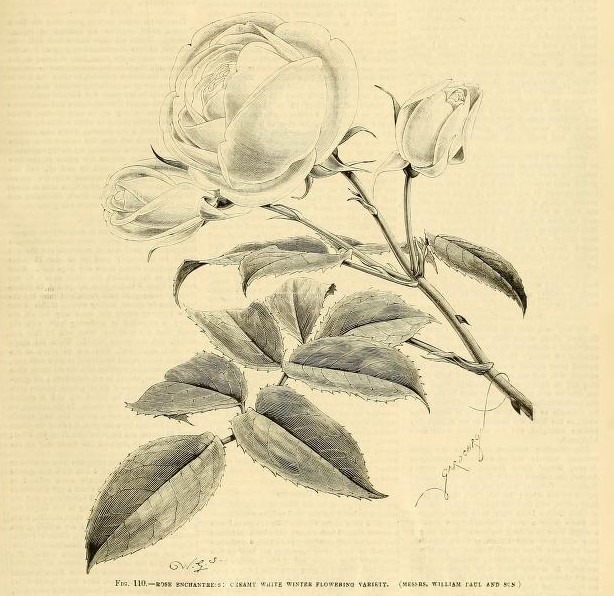 'Enchantress (tea, Paul, 1896)' rose photo