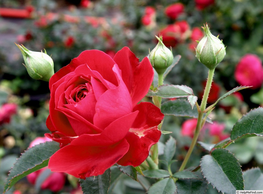 'Red Captain' rose photo