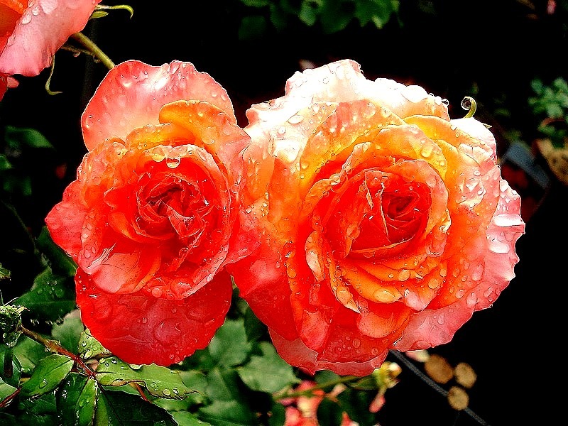'Fruité ®' rose photo
