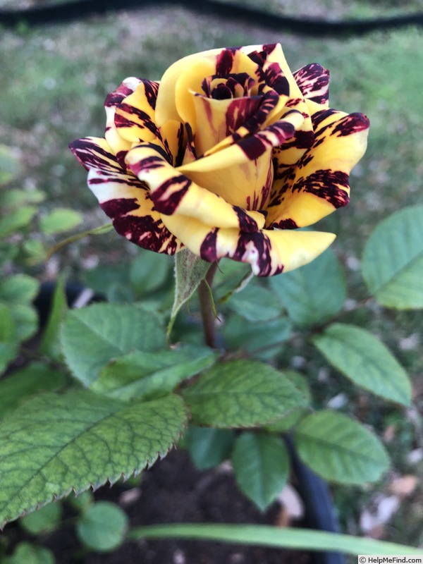 'Alakazam' rose photo