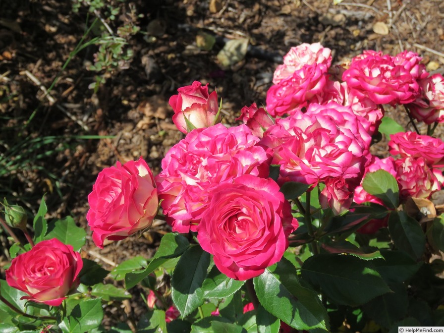 'Imp' rose photo