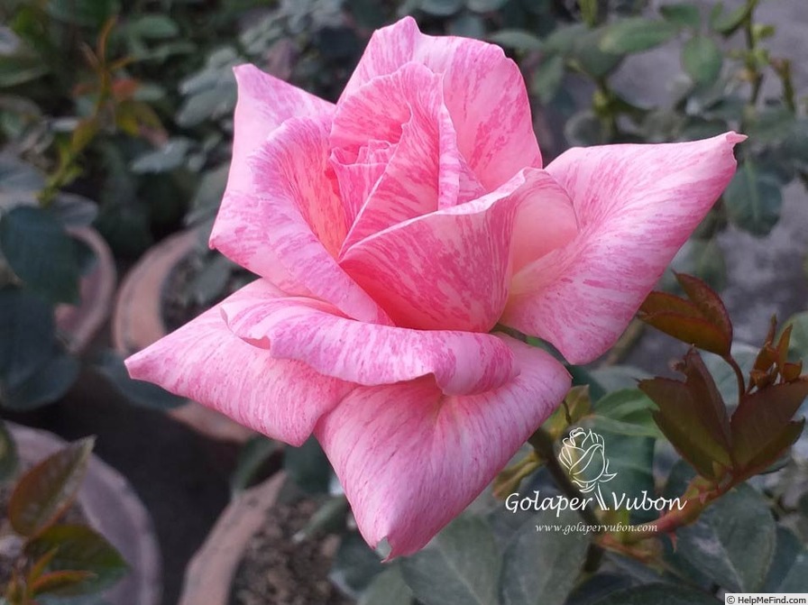 'Supriya' rose photo