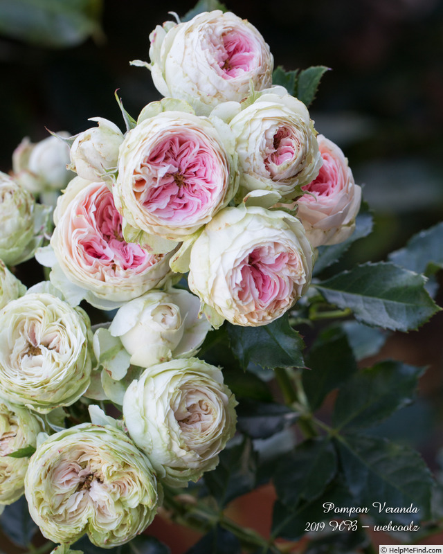 'Pompon Veranda ®' rose photo
