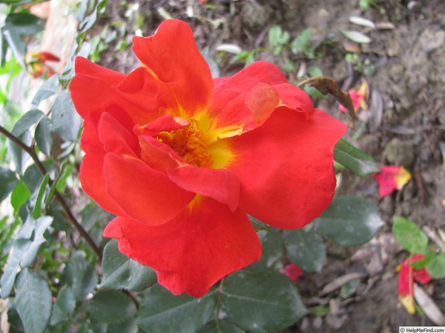 'Canzonetta (floribunda, San Remo Exp. Sta., 1952)' rose photo