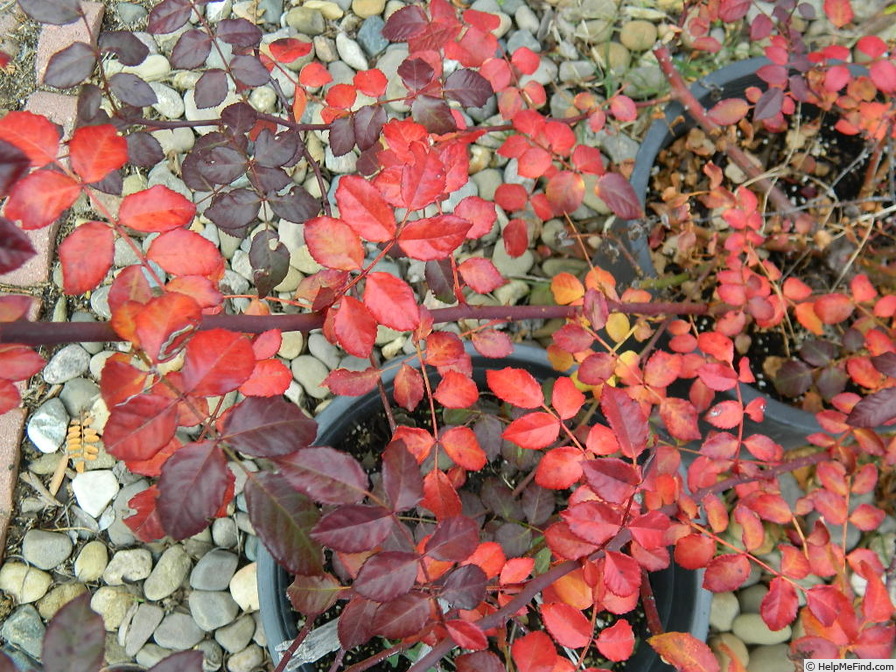 'April Mooncrest X Pookah' rose photo