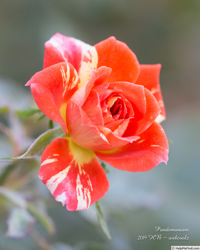 'Pandemonium' rose photo