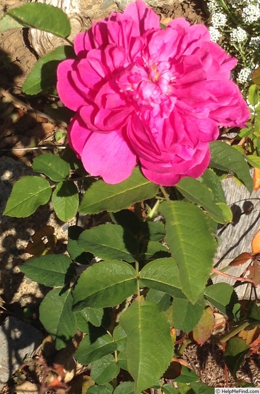 'Duc d'Angoulême (centifolia, Holland, pre 1821)' rose photo