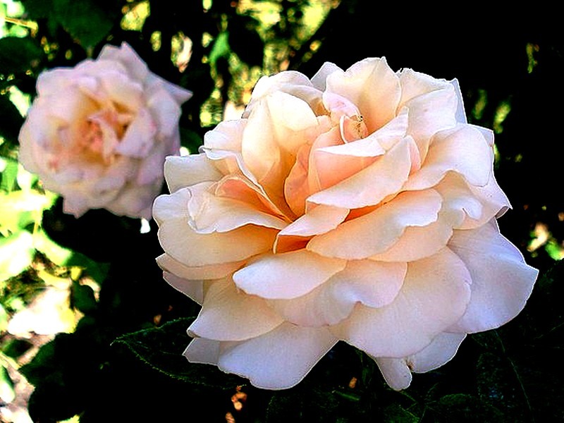'Paul Ricard ®' rose, click to enlarge 'Paul Ricard ®' rose photo