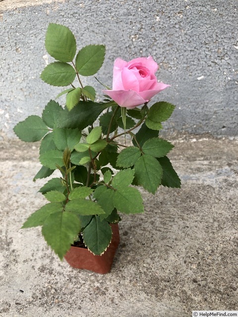 'PJPS1' rose photo