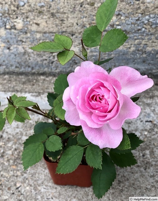 'PJPS1' rose photo