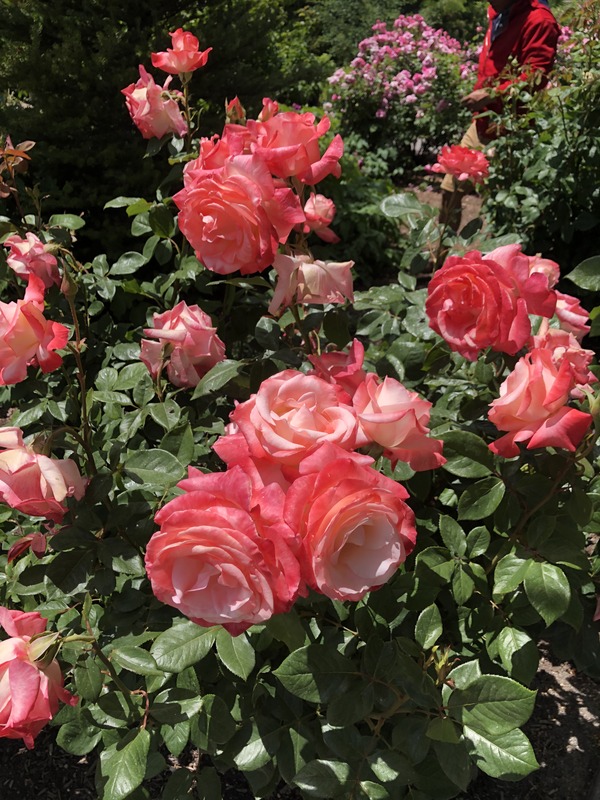 almi rose gemini dates