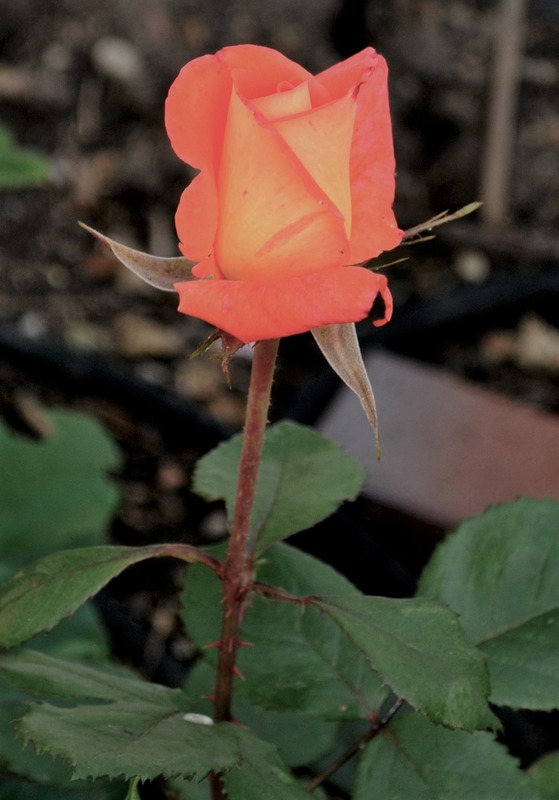 'Reigen' rose photo