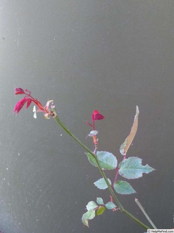 'Chun Shui Lu Bo' rose photo