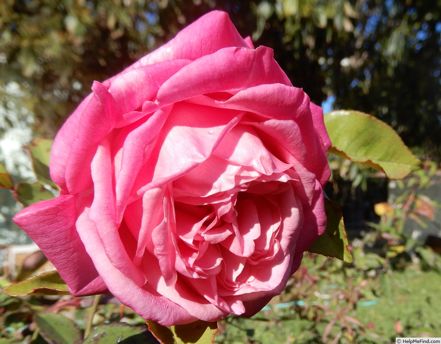 'Madame Lombard' rose photo