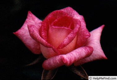 'Charmglo' rose photo