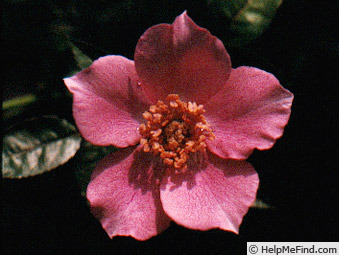 'Zelda Lloyd' rose photo