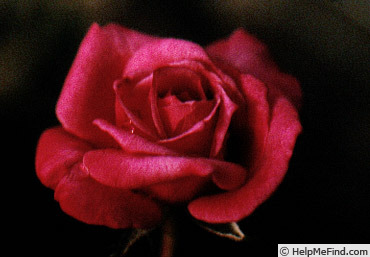 'Winsome ™ (miniature, Saville 1984)' rose photo
