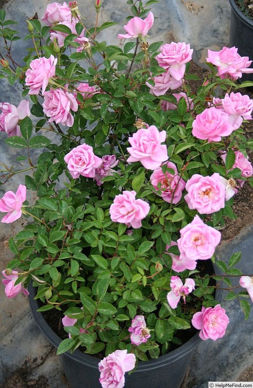 '2016 S1 T5' rose photo