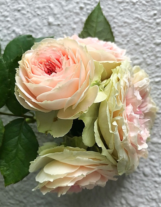 'Pashmina ® (floribunda, Kordes 1999)' rose photo