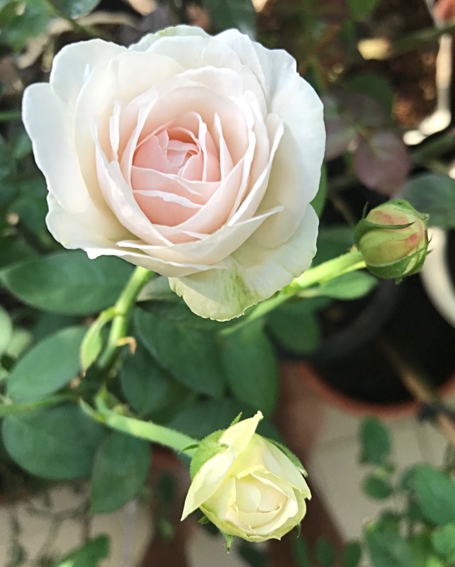 'Fair Bianca ®' rose photo