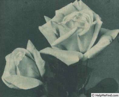 'Goldener Traum' rose photo