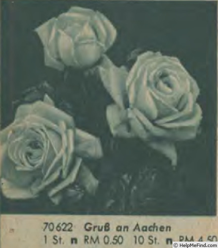 'Gruss an Aachen (Hybrid Tea, Hinner 1909)' rose photo