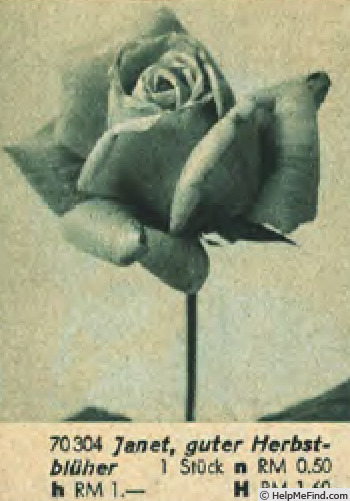 'Janet (hybrid tea, Dickson, 1915)' rose, click to enlarge 'Janet (hybrid tea, Dickson, 1915)' rose photo