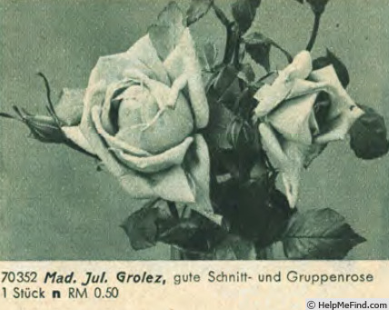 'Madame Jules Grolez' rose photo