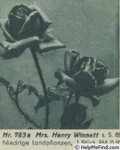 'Mrs. Henry Winnett' rose photo