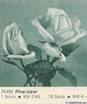 'Pharisäer' rose photo