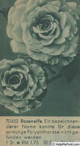 'Rosenelfe' rose photo