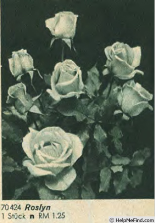 'Roslyn (hybrid tea, Towill 1929)' rose photo