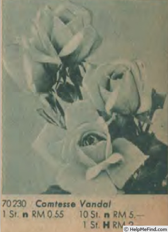 'Comtesse Vandal' rose photo