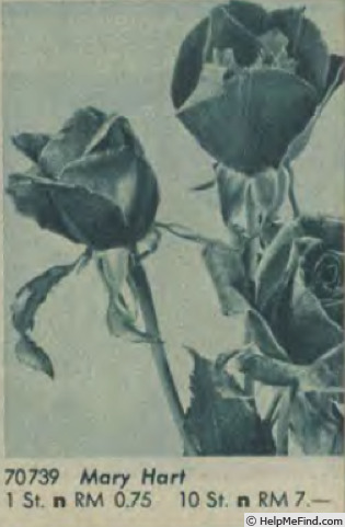 'Mary Hart (hybrid tea, Hart 1931)' rose photo