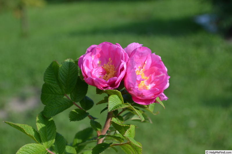 'Alfred 93' rose photo