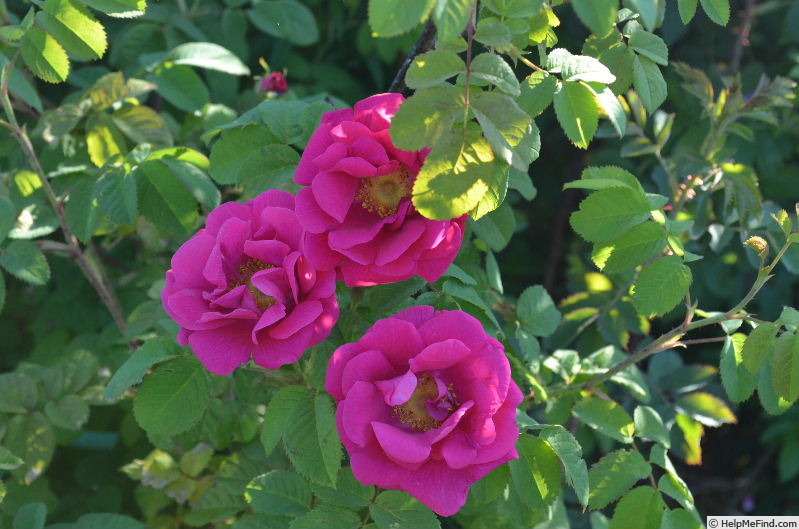 'Tuscany Superb OP' rose, click to enlarge 'Tuscany Superb OP' rose photo