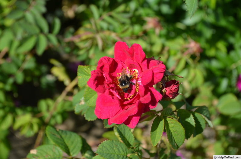 'Tuscany Superb OP' rose, click to enlarge 'Tuscany Superb OP' rose photo