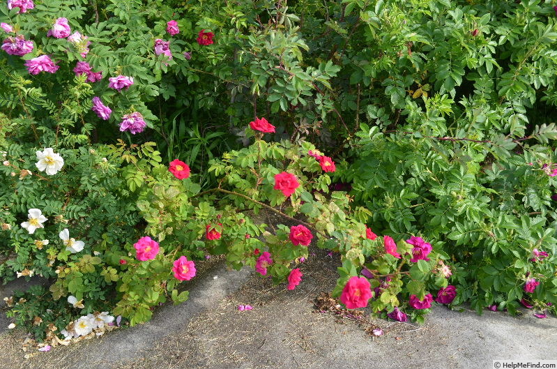 'Tuscany Superb OP' rose, click to enlarge 'Tuscany Superb OP' rose photo