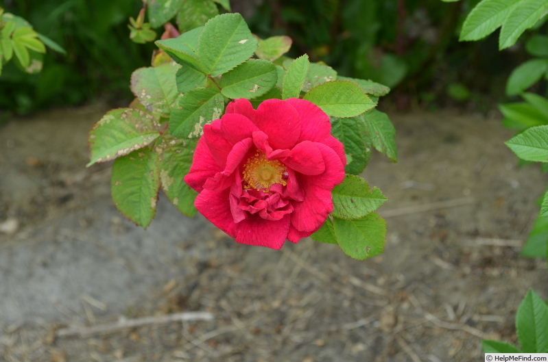 'Tuscany Superb OP' rose photo