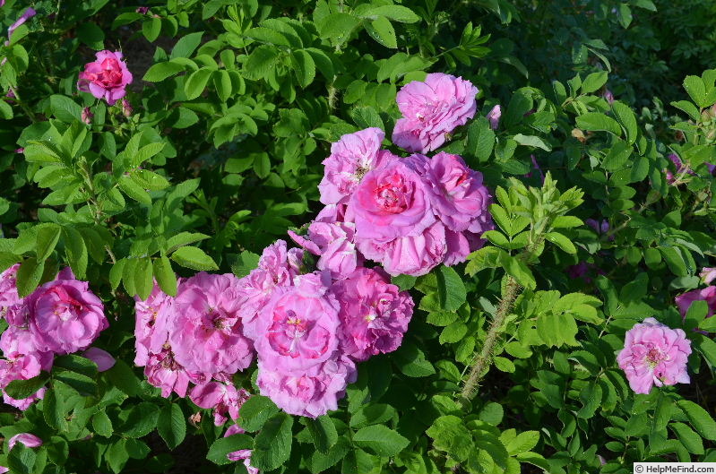 'Victory Year OP #1' rose photo