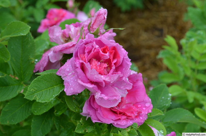 'Victory Year OP #1' rose, click to enlarge 'Victory Year OP #1' rose photo