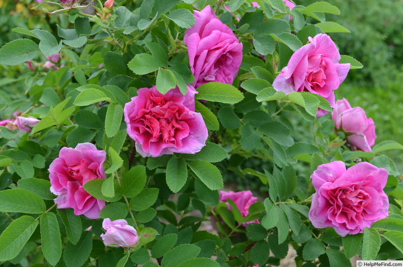 'Victory Year OP #1' rose, click to enlarge 'Victory Year OP #1' rose photo