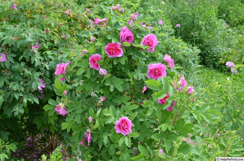 'Victory Year OP #1' rose, click to enlarge 'Victory Year OP #1' rose photo