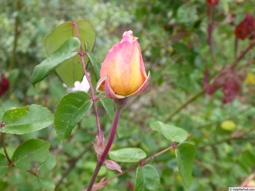 'La Gascogne' rose photo