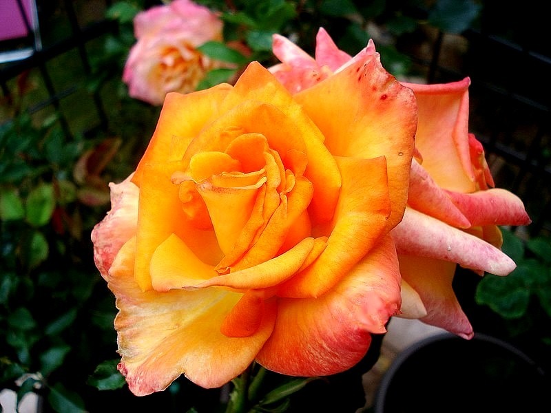 'Raymond Kopa ®' rose photo