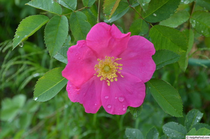 'G49 x Applejack #2' rose photo