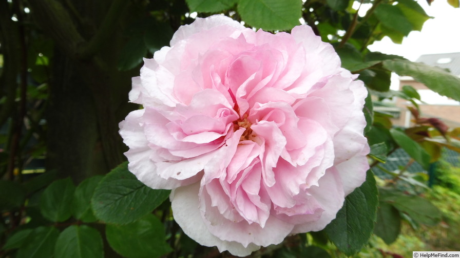 'James Galway' rose photo